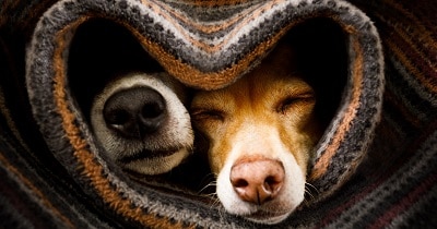 Merit Veterinary - Improving Lives Around the World, Including Our Pets - Merit Medical - Devices for Veterinarians