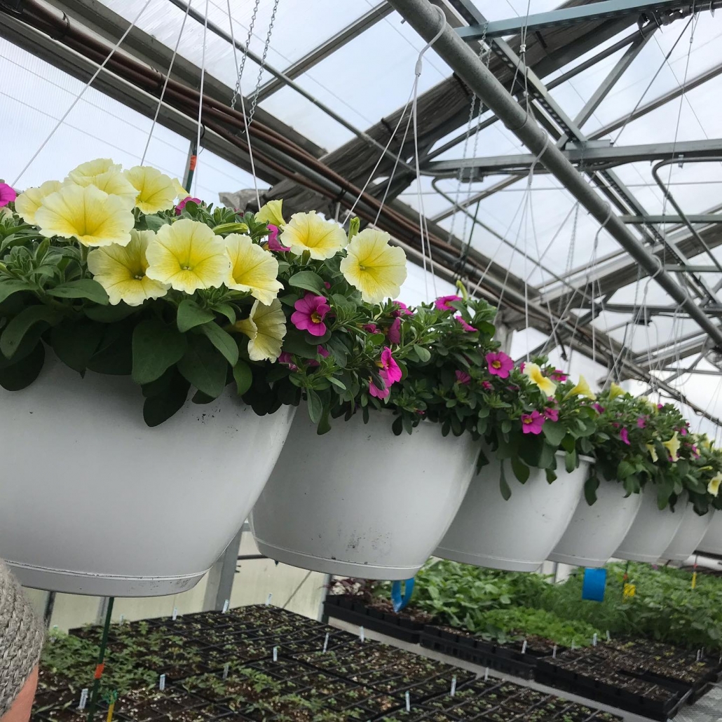 Hanging Baskets and Plants Raise Money