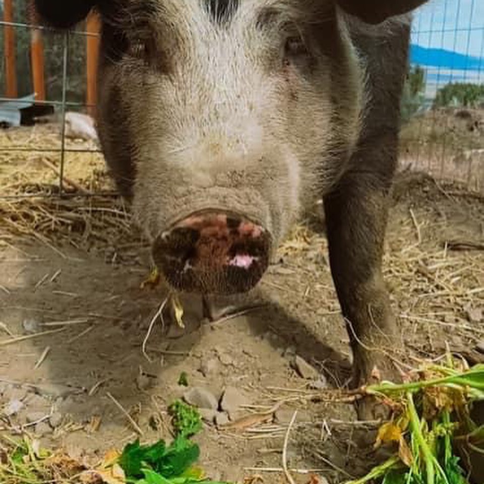 Donating Inedible Produce to Farm Animals