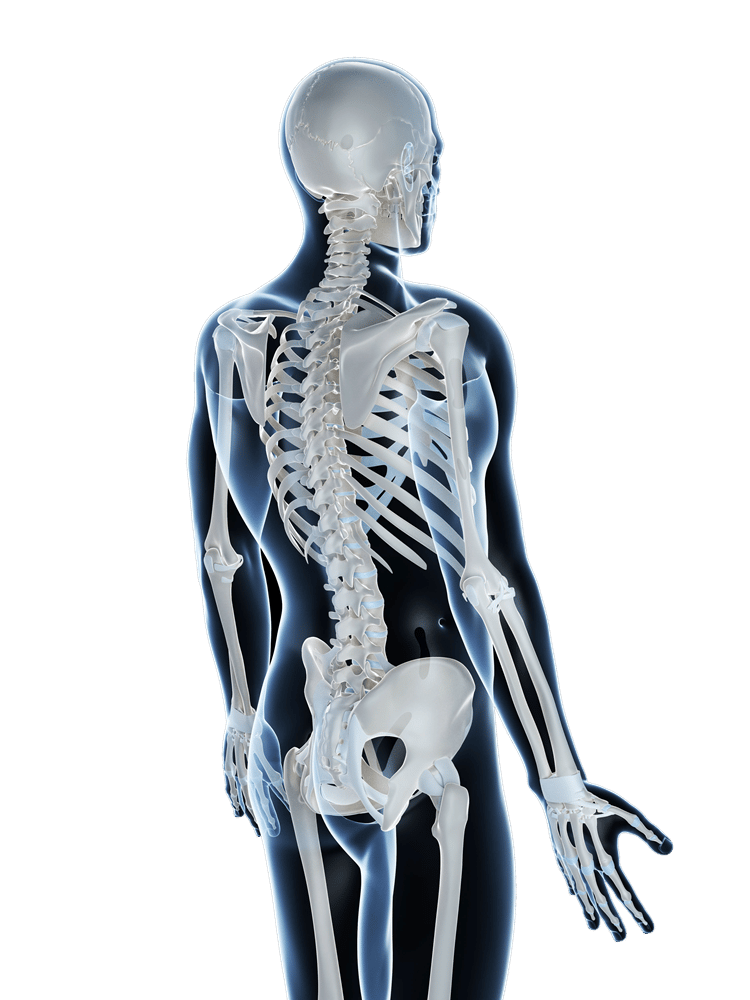 Skeleton - Bone Biopsy Systems