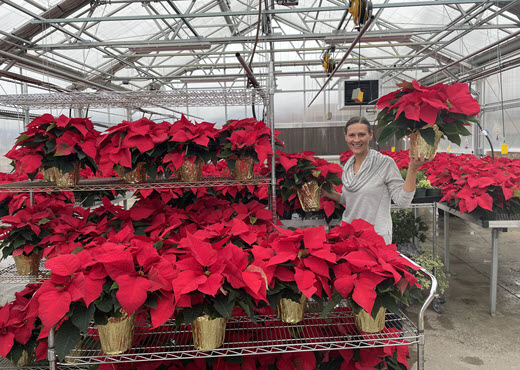 Image shows dozens of red poinsettias in a greenhouse, with one being help up by a smiling Merit Garden employee