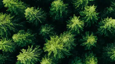 Aerial photo looking down on a forest of green pine and spruce trees