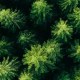 Aerial photo looking down on a forest of green pine and spruce trees